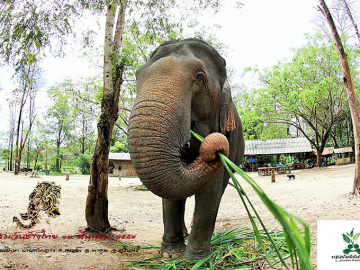 กิจกรรมช่วยช้างไทย