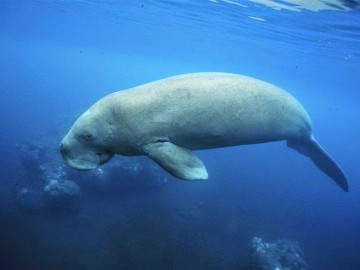 อาสาพัฒนาเกาะลิบง ล่องเรือตามหาพะยูน