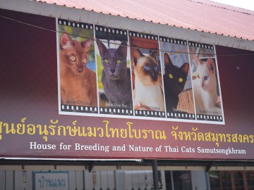 อาสาอนุรักษ์แมวไทยโบราณ