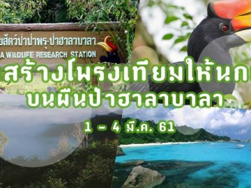 อาสาสร้างโพรงเทียมให้นกเงือก บนผืนป่าฮาลาบาลา