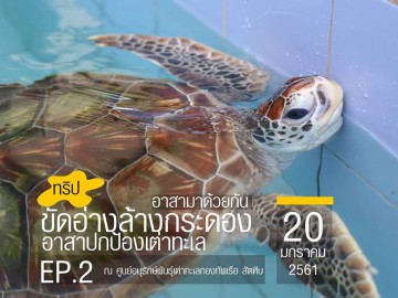 ขัดอ่าง ล้างกระดอง อาสาปกป้องเต่าทะเล Ep.2
