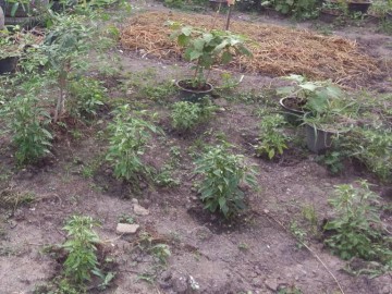 อาสาสมัครสวนผักชุมชน 18 ก.พ. Community gardening volunteer for urban-poor