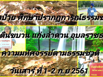 ค่ายอนุรักษ์ ศึกษา ปรากฎการณ์ตามธรรมชาติ กุ้งเดินขบวน แก่งลำดวน