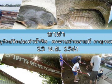 อาสาอนุรักษ์ขัดบ่อเต่าน้ำจืด ตะพาบม่านลายที่ กาญจนบุรี