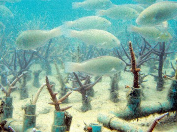 ปิดรับสมัคร ค่ายอนุรักษ์ฯ ปลูกประการังฟื้นฟูระบบนิเวศ แสมสาร (10 พ.ย)