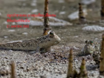 ปั่นไปปลูกป่าชายเลน บางขุนเทียน เยี่ยมชมพิพิธภัณฑ์เรียนรู้วิถีชุมชน