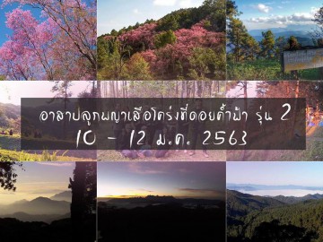 อาสาปลูกต้นพญาเสือโคร่งบนดอยค้ำฟ้า รุ่น 2