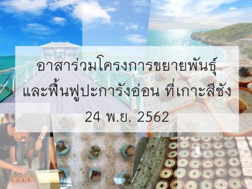 อาสาร่วมโครงการขยายพันธ์ุและฟื้นฟูปะการังอ่อน ที่เกาะสีชังรุ่น2