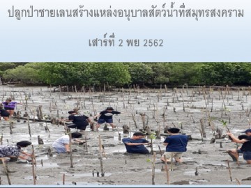 ปลูกป่าชายเลนสร้างแหล่งอนุบาลสัตว์น้ำที่สมุทรสงคราม เสาร์ 2พย.62